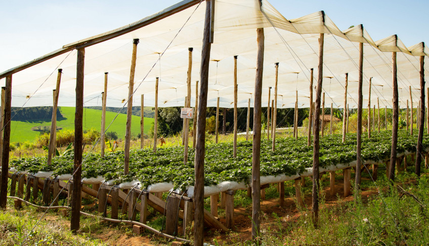 ASN Paraná - Agência Sebrae de Notícias
