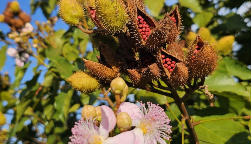 ASN Paraná - Agência Sebrae de Notícias