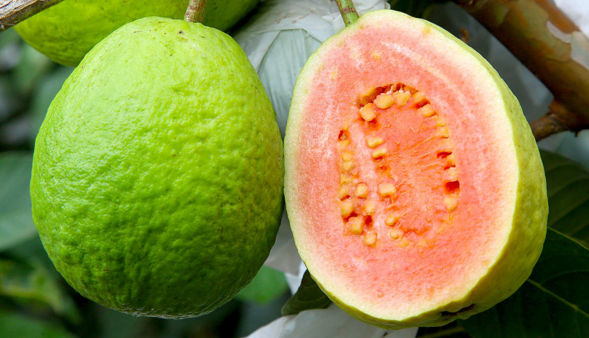 ASN Paraná - Agência Sebrae de Notícias