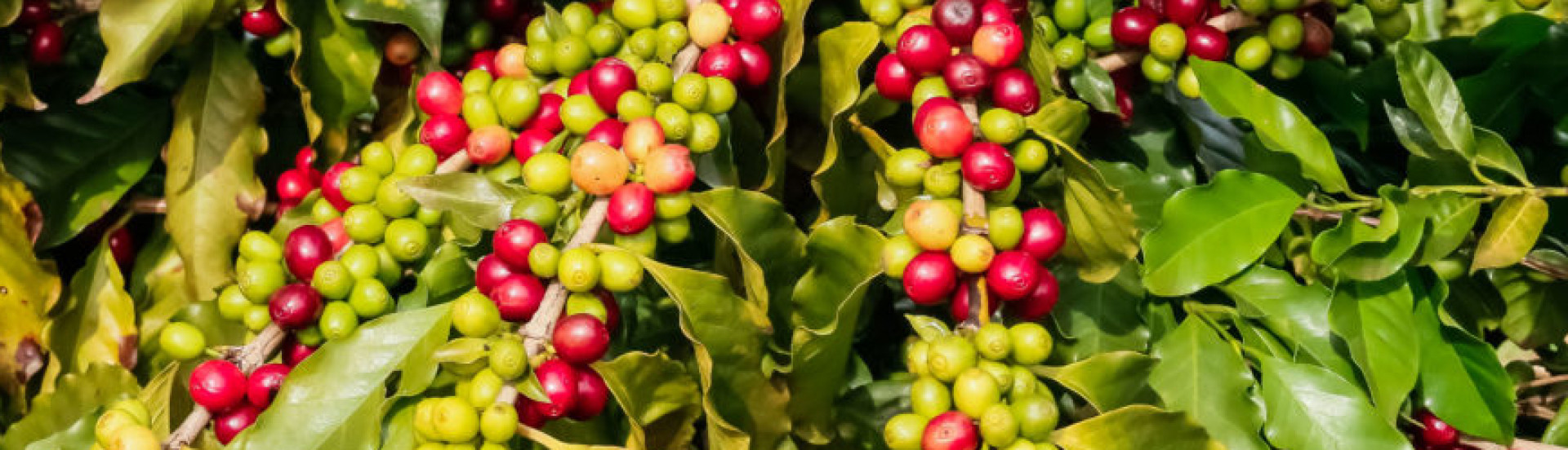 ASN Paraná - Agência Sebrae de Notícias