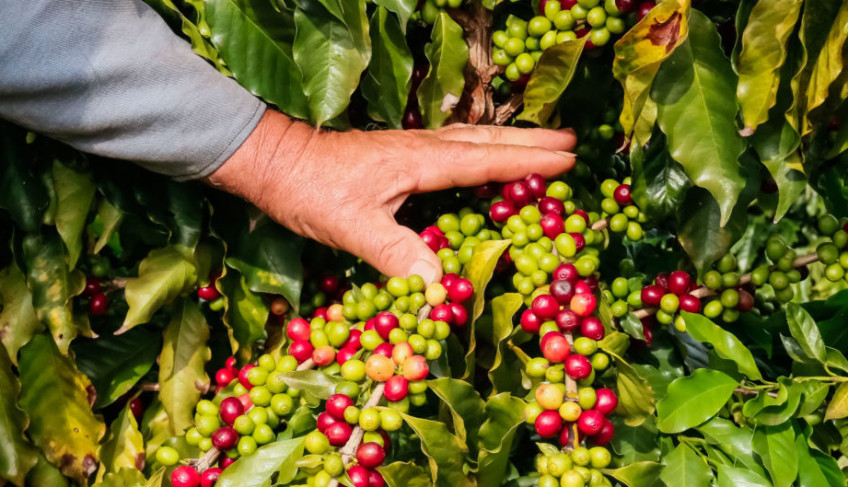 ASN Paraná - Agência Sebrae de Notícias