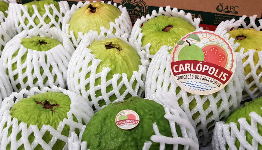 ASN Paraná - Agência Sebrae de Notícias