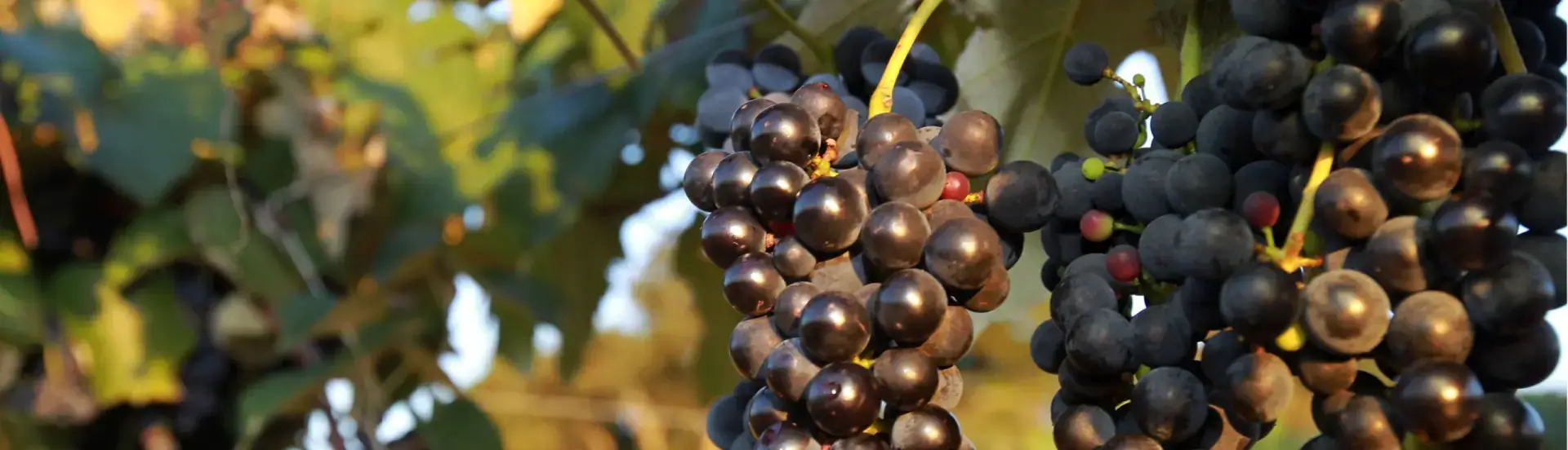 ASN Paraná - Agência Sebrae de Notícias