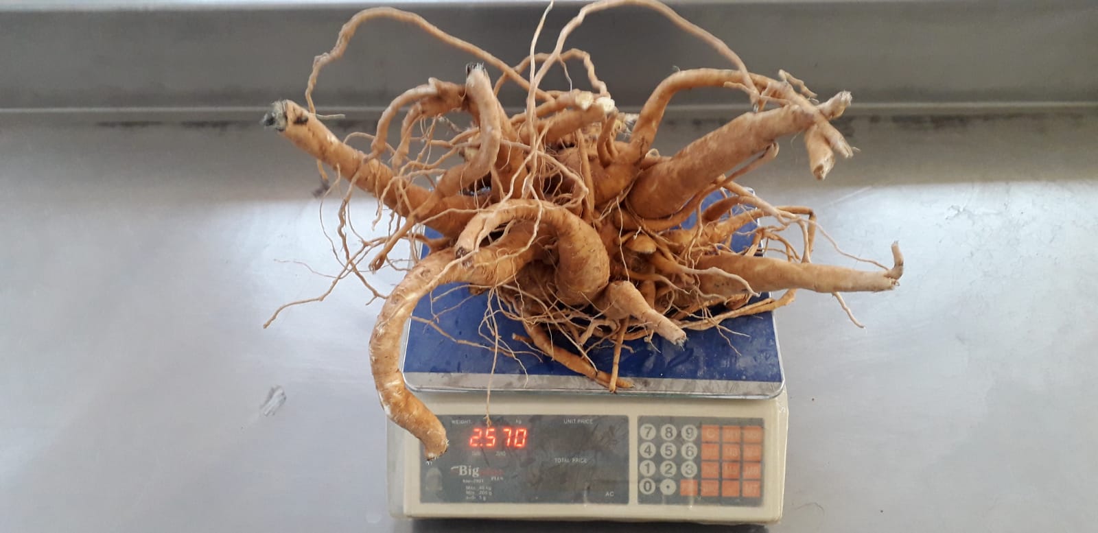 Batata/raiz com mais de dois quilos; clima e solo favorecem produ&ccedil;&atilde;o de qualidade 