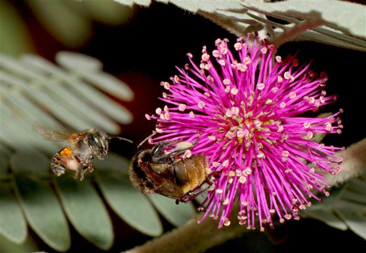 Abelha manduri e abelha guaraipo na flor de bracatinga