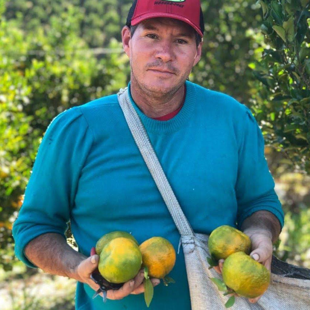Produtor de ponkan agrega valor com a fabrica&ccedil;&atilde;o do &oacute;leo essencial