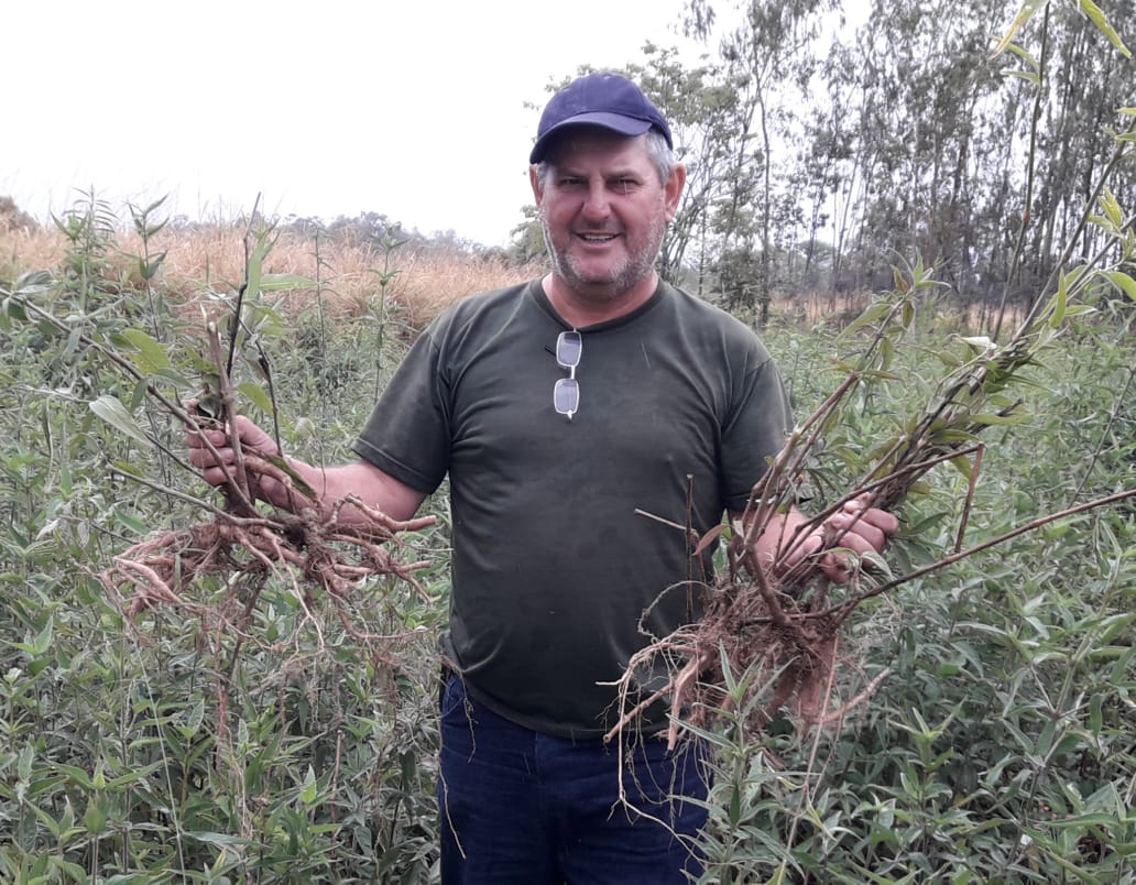 O ginseng brasileiro possui características únicas de produção e já tem sua qualidade reconhecida no exterior