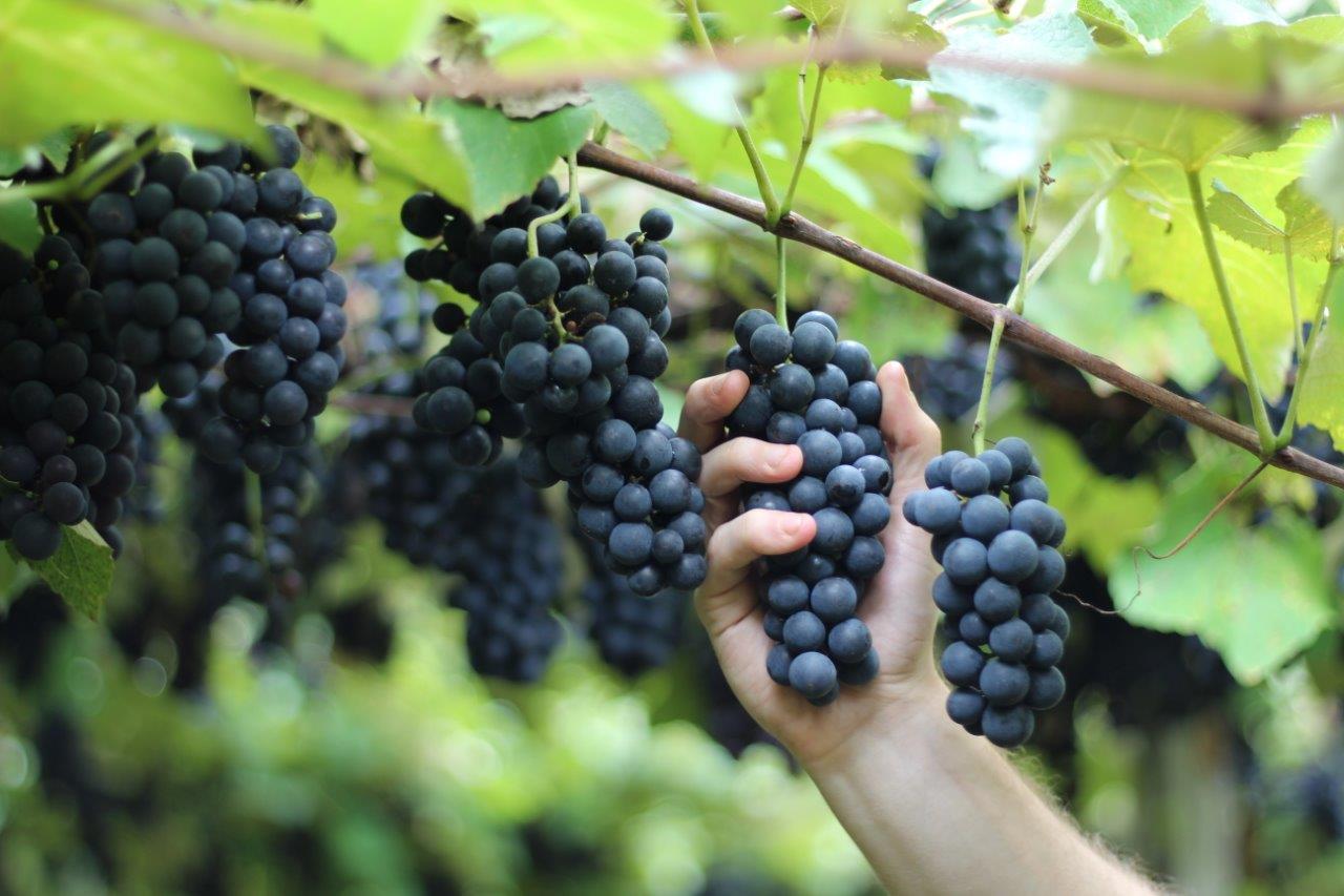 Combinação de clima, solo, temperatura e umidade resulta em uvas com menor teor de acidez 