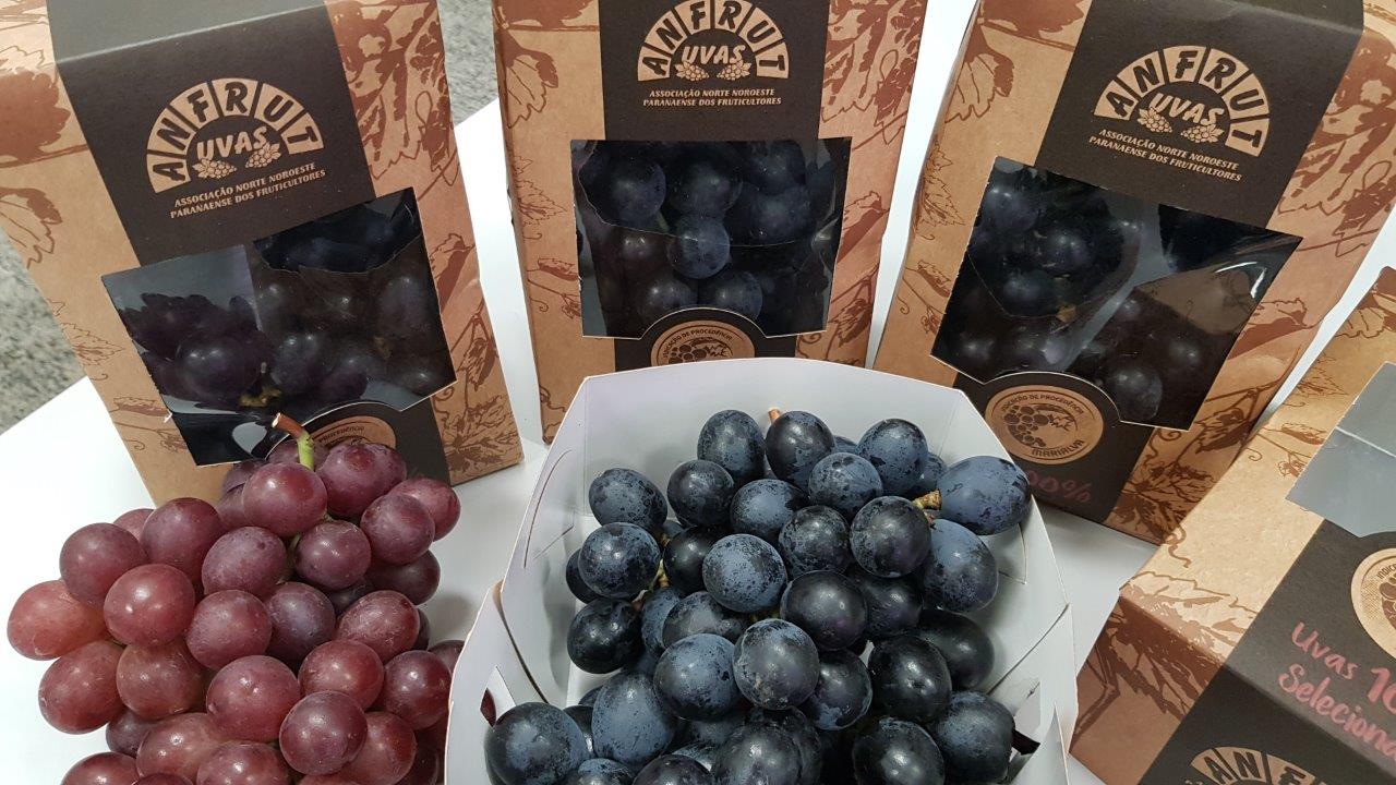 Uvas finas de mesa, de Marialva, têm Indicação Geográfica