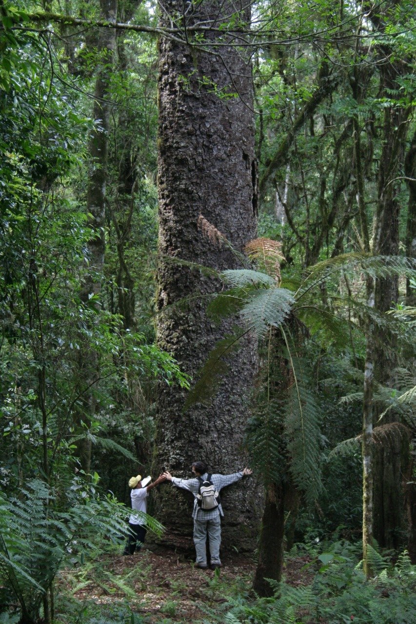A mata nativa de araucárias é uma atração, com árvores de mais de 500 anos