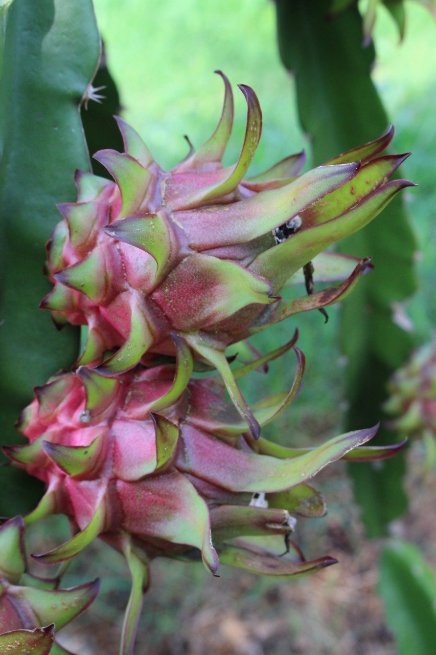 Certificada, a pitaya ganha condição de exportação 